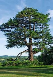 A Reconstrução do Templo e a Importância do Cedro do Líbano: Lições para a Renovação Espiritual