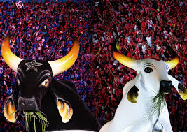 A preparação de um boi para o festival: meses de trabalho e dedicação