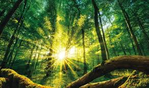 Ciência Prova Deus? Debates e Evidências da Fé