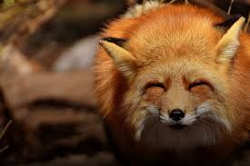 Os animais que falaram na Bíblia: milagre ou símbolo?