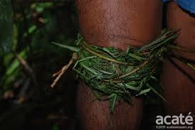 Conhecimento Ancestral: A Transmissão Oral dos Remédios Naturais