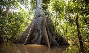 A Medicina do Povo Yanomami: Plantas e Rituais de Cura