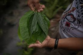 Os Saberes da Floresta: A Medicina Tradicional dos Povos Indígenas